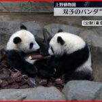 【双子パンダ】レイレイ＆シャオシャオ 一緒に”枝かじり” 最新映像公開