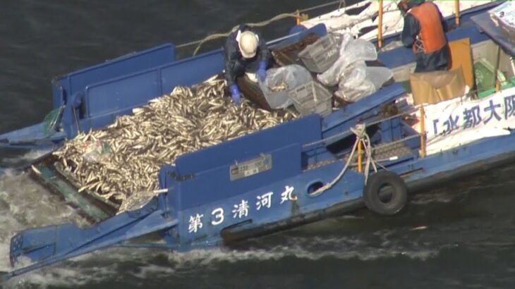 川で魚が大量死…数は約７５００匹で「ボラ」と判明　１か所に大量に集まり「酸欠」か（2022年3月9日）