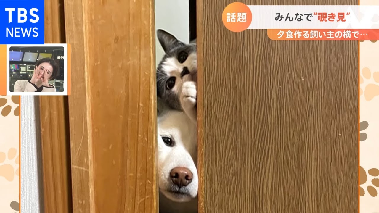 【一押し映像】“夕飯が気になる犬と猫”