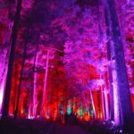【ハイライト】偕楽園から光のアート空間を夜散歩 | TBS NEWS