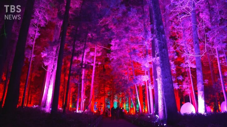 【ハイライト】偕楽園から光のアート空間を夜散歩 | TBS NEWS