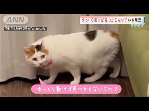 抜き足差し足・・・ゆっくり動いてもロックオン！　何かに警戒するネコ(2022年3月11日)