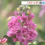贈答品の花としても人気「ストック」の出荷最盛期　西日本有数の生産地・兵庫県淡路市（2022年3月12日）