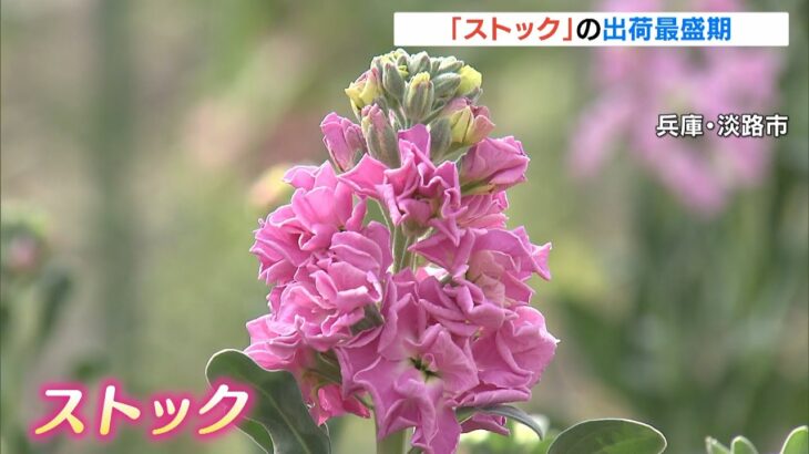 贈答品の花としても人気「ストック」の出荷最盛期　西日本有数の生産地・兵庫県淡路市（2022年3月12日）