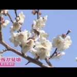 桜や梅　数千本が見頃　熊野那智大社への斜面や高台　和歌山・那智勝浦町
