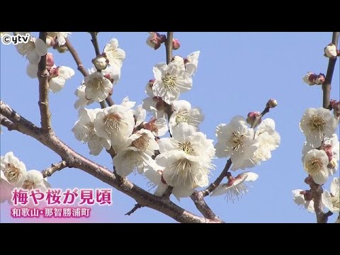 桜や梅　数千本が見頃　熊野那智大社への斜面や高台　和歌山・那智勝浦町