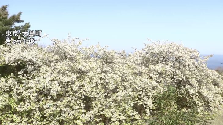 大島で早咲きのオオシマザクラが満開に