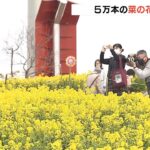 ５万本の「菜の花」が見ごろ　『菜の花まつり』開催でにぎわう神戸総合運動公園（2022年3月13日）