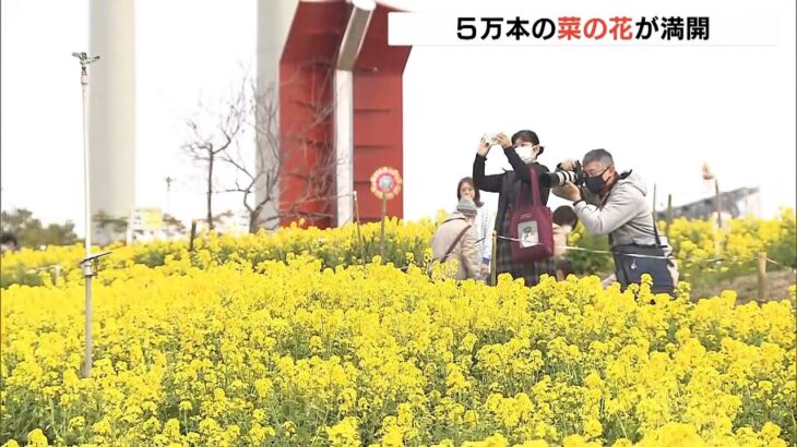 ５万本の「菜の花」が見ごろ　『菜の花まつり』開催でにぎわう神戸総合運動公園（2022年3月13日）
