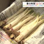 天ぷらや酢の物に…春の味覚「山うど」の収穫　兵庫・豊岡市（2022年3月13日）