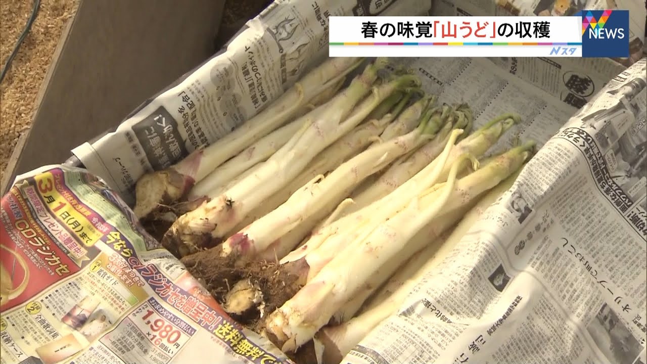 天ぷらや酢の物に…春の味覚「山うど」の収穫　兵庫・豊岡市（2022年3月13日）