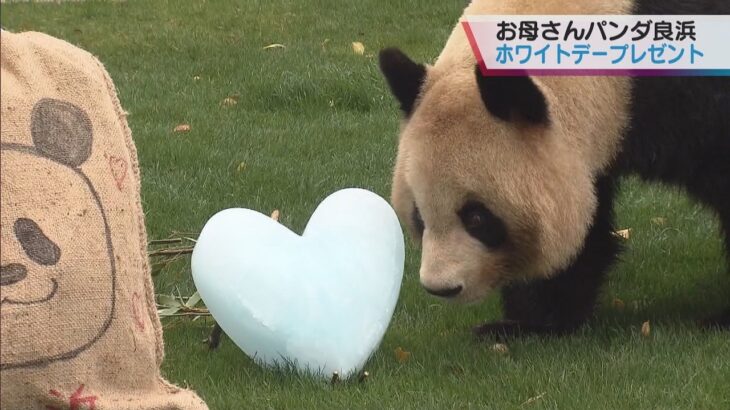 “ホワイトデー”パンダ「良浜」にプレゼント　和歌山県白浜町アドベンチャーワールド