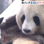 お母さんパンダ良浜に ホワイトデーのプレゼント