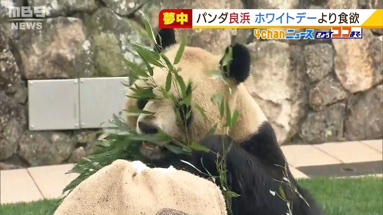 お母さんパンダ『良浜』にホワイトデーのプレゼント！でも…竹の葉に夢中！！（2022年3月14日）