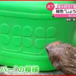 【ヒョウモンガメ】草が大好きな“食いしん坊カメ” クローバー柄を”パクッ”