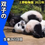 【最新映像】上野動物園の双子のパンダ　木の上でのんびりなシャオシャオと活発なレイレイで性格にも違い？ （3月14日撮影）