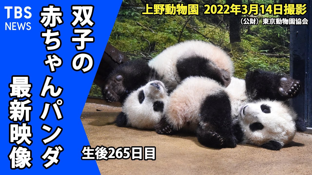 【最新映像】上野動物園の双子のパンダ　木の上でのんびりなシャオシャオと活発なレイレイで性格にも違い？ （3月14日撮影）