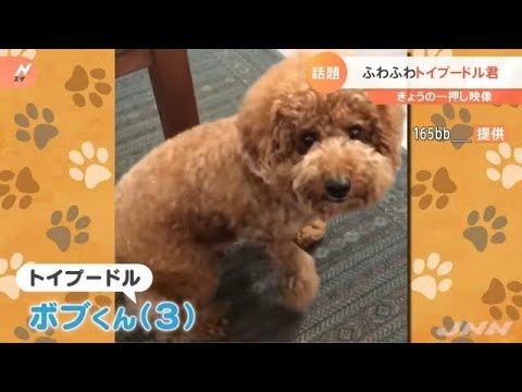 ”フワフワ”すぎる！トイプードル