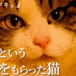 【保護猫】ドキュメント「幸せ」という名前をもらったネコの物語
