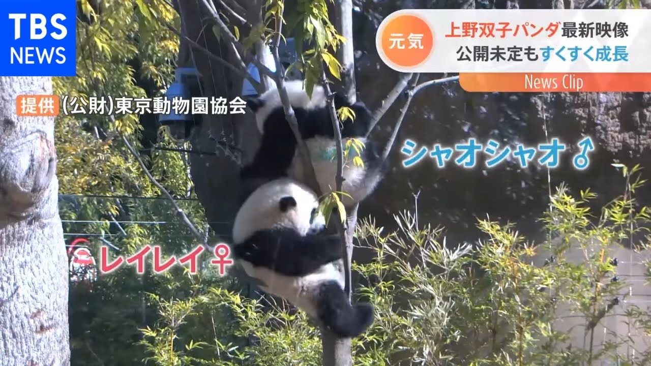 双子パンダの最新映像 木の上で仲良く遊んだよ