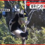 【双子パンダ】控え目だったレイレイ“積極的”に 上野動物園