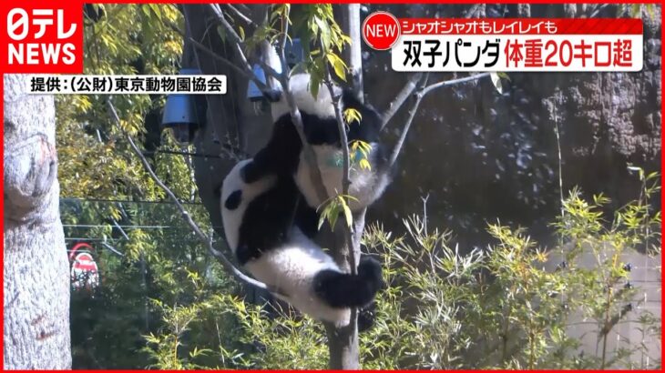 【双子パンダ】控え目だったレイレイ“積極的”に 上野動物園