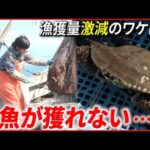 【なぜ？】ピーク時の３分の１…瀬戸内海”漁獲量激減”のワケとは？　愛媛　NNNセレクション