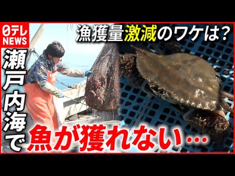 【なぜ？】ピーク時の３分の１…瀬戸内海”漁獲量激減”のワケとは？　愛媛　NNNセレクション