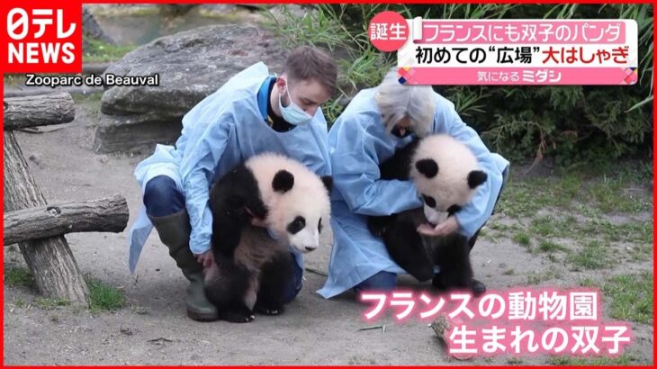 【フランス】双子パンダ 元気いっぱい広場で大はしゃぎ