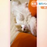【一押し映像】ぬいぐるみに強烈パンチする猫