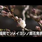 全国トップ福岡でソメイヨシノ開花発表　東京は・・・(2022年3月17日)