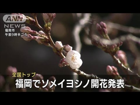 全国トップ福岡でソメイヨシノ開花発表　東京は・・・(2022年3月17日)