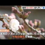 福岡、桜の開花 全国最も早い“春の便り”