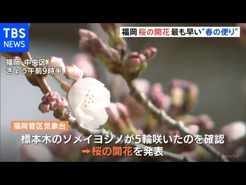 福岡、桜の開花 全国最も早い“春の便り”