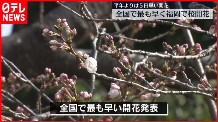 【桜開花】全国で最も早い 福岡