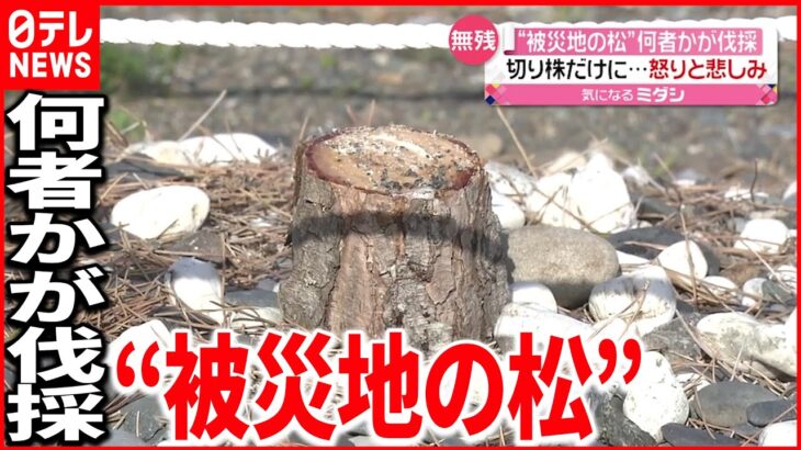 【怒りと悲しみ】松の木が切り株だけに…何者かが伐採 静岡市