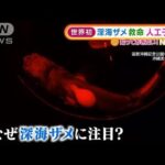 “深海ザメ”赤ちゃん救命　人工子宮で・・・世界初快挙(2022年3月18日)