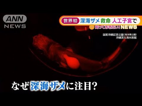 “深海ザメ”赤ちゃん救命　人工子宮で・・・世界初快挙(2022年3月18日)