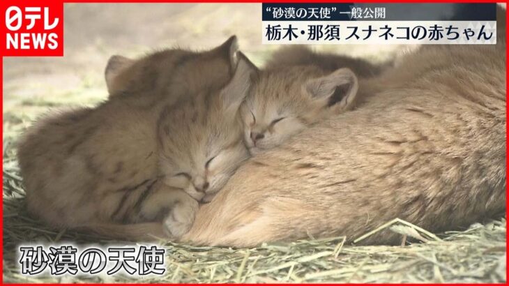 【砂漠の天使】スナネコの赤ちゃん 一般公開