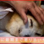 【高齢犬】“命の最後”まで寄り添う…介護必要な愛犬を預かる専門施設「Nドキュポケット」　NNNセレクション