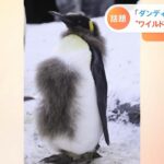「ワイルドすぎる姿」のペンギン