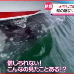 【まさか】クジラが船の下に潜り込む 約２時間続く メキシコ