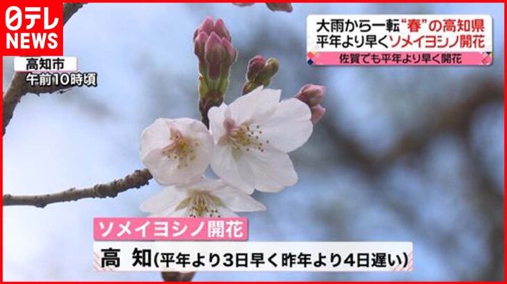 【桜】高知と佐賀でソメイヨシノが開花　平年より早く