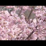 早咲きの桜が各地で見頃　クマノザクラなど