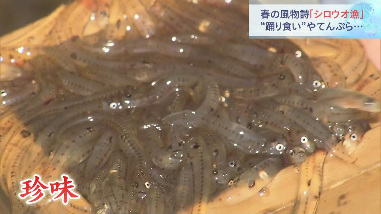 踊り食いやてんぷらで…春の風物詩「シロウオ」の漁が最盛期を迎える　京都・舞鶴市（2022年3月19日）