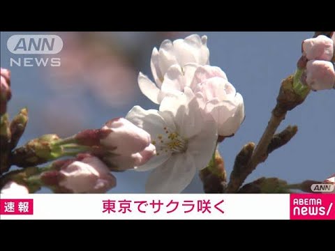 【速報】東京でも桜「ソメイヨシノ」が開花　気象庁が発表(2022年3月20日)