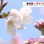 東京の桜が開花