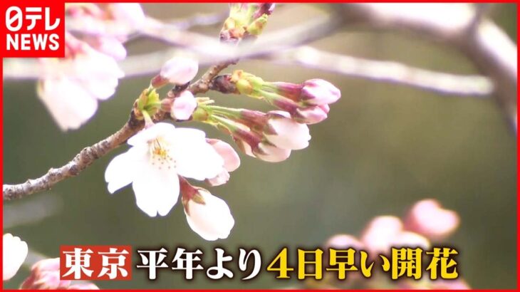 【コロナ禍３度目の春】まん延防止”全面解除”へ…ようやく花見も？