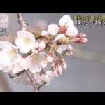 春分の日　続々と開花発表　関東から西は桜シーズン(2022年3月21日)