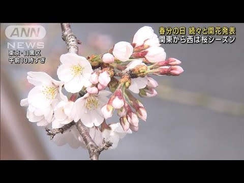 春分の日　続々と開花発表　関東から西は桜シーズン(2022年3月21日)